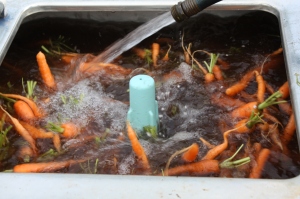 A peek inside at the carrots.