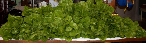 The romaine lettuce triple rinsed and ready to be bagged.