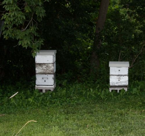 This week we will visit the bees and harvest Spring Honey.  I cannot wait to see and taste the harvest. 