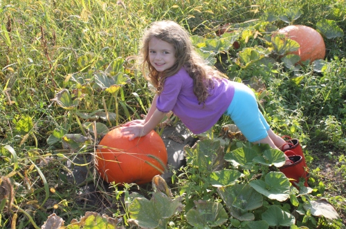 Another bright beauty in the pumpkin patch.