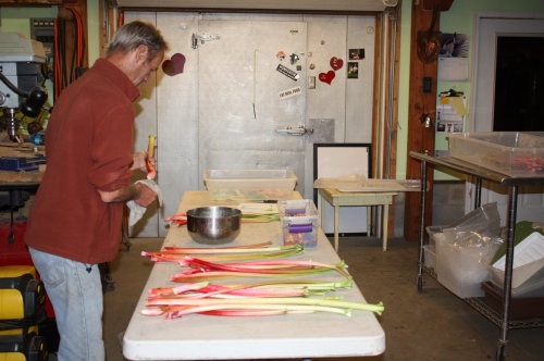 Scott washing and weighing out the Rhubarb.