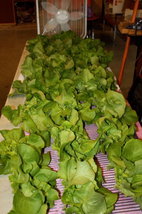Lettuce set out to dry a bit before packing.