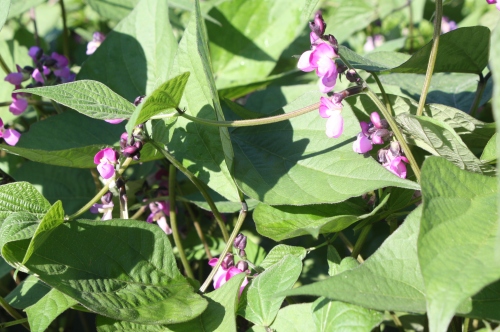 3rd rotation of purple filet bean plants loaded with blossoms.